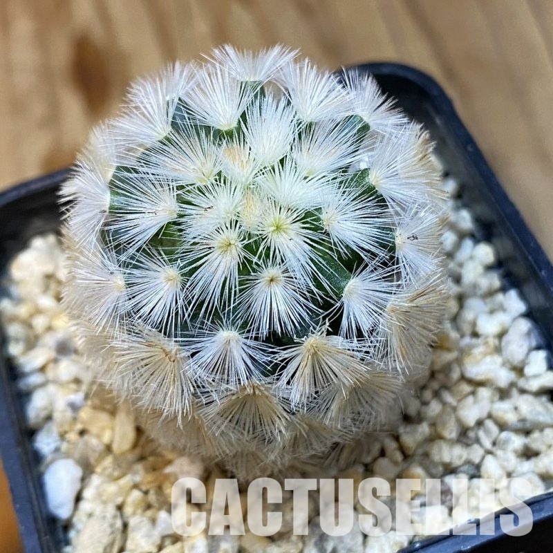 SH33666 Mammillaria carmenae hybrid