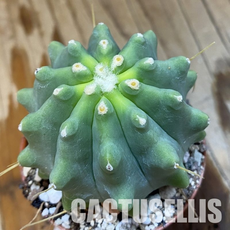 SH33667 Ferocactus glaucescens f. inermis