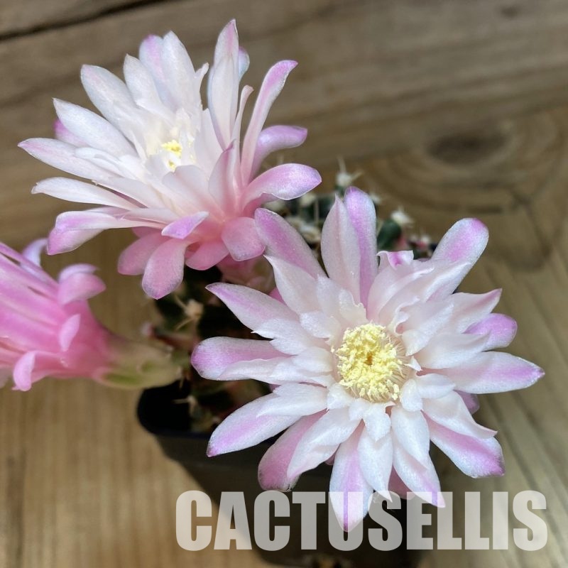 SH1415 Gymnocalycium mihanovichii 'Fantasia'