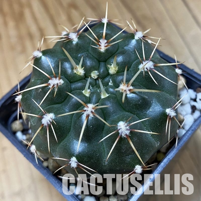 SH20284 Gymnocalycium schroederianum ssp. paucicostatum