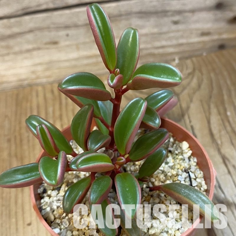 SH33668 Peperomia graveolens