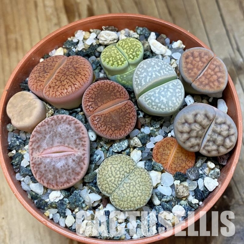 SH33669 Lithops mix