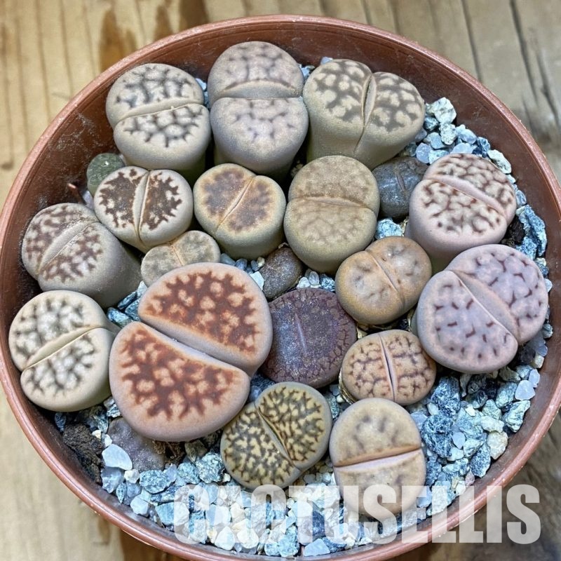 SH33670 Lithops mix