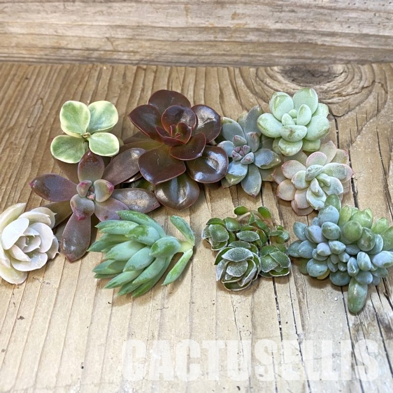 SH33671 Succulents mix, cuted
