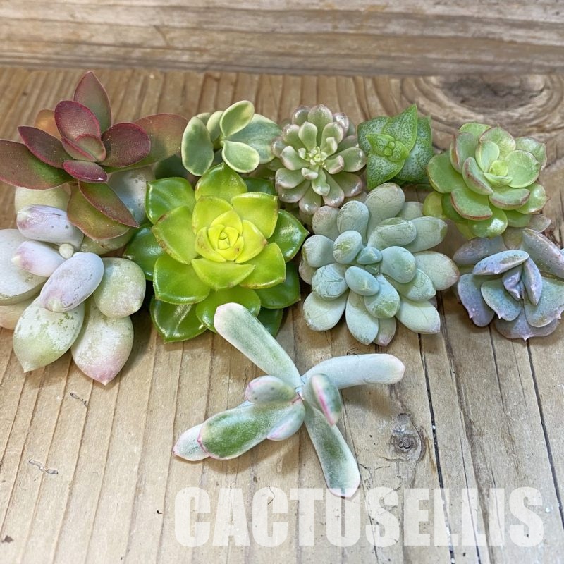 SH33672 Succulents mix, cuted