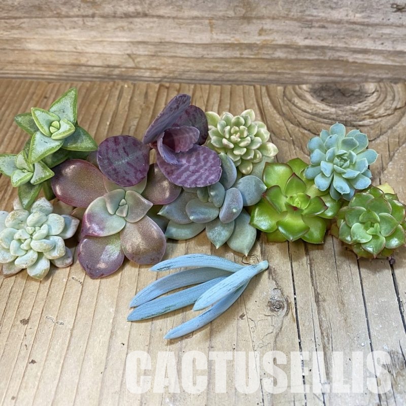 SH33673 Succulents mix, cuted