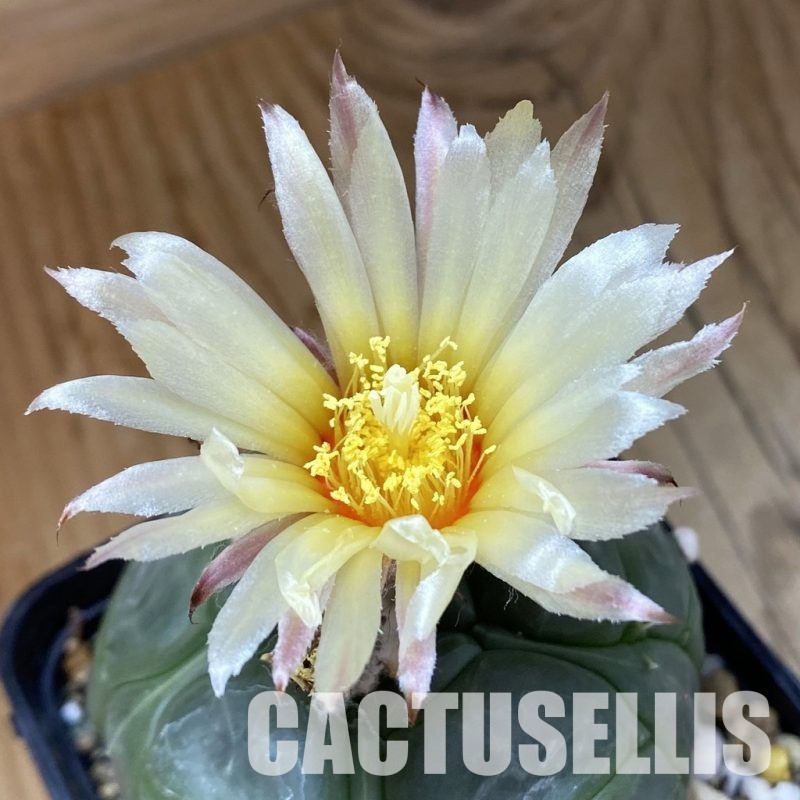 SH20605 Astrophytum asterias ‘Kikko’, 5-ribs