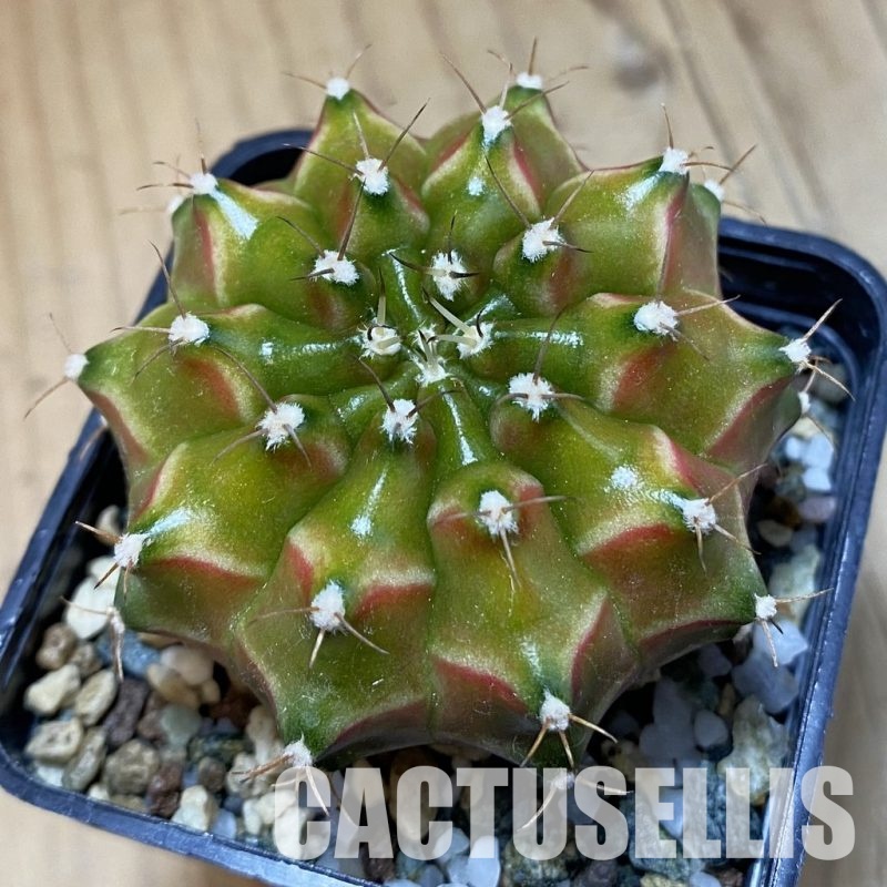 SH20645 Gymnocalycium mihanovichii ‘Neon’