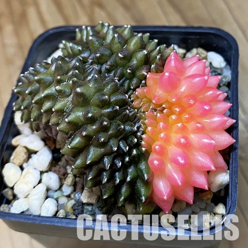SH21717 Gymnocalycium mihanovichii ‘inermis’ f. variegata cristata