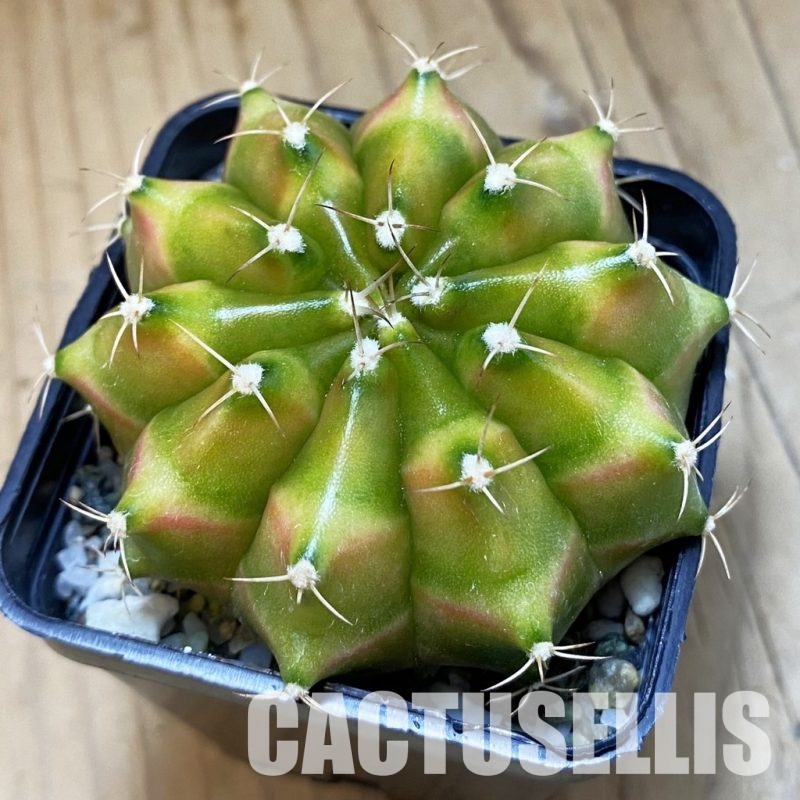 SH22504 Gymnocalycium mihanovichii ‘Neon’ hybrid