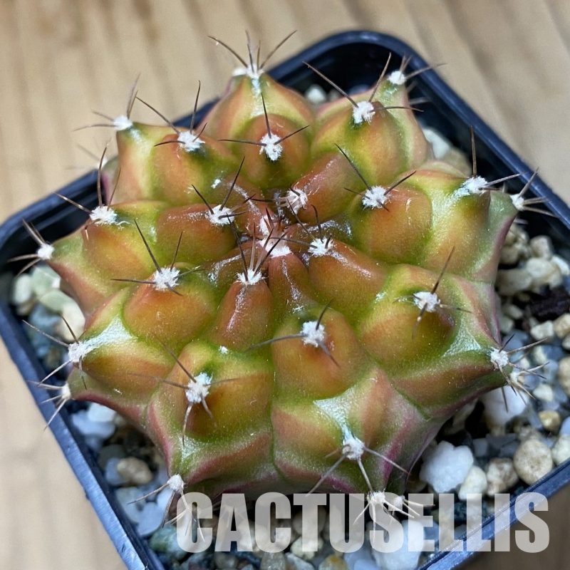 SH22503 Gymnocalycium mihanovichii ‘Neon’ hybrid