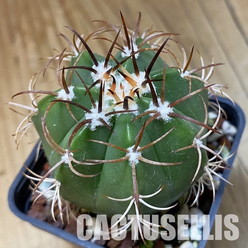 SH22871 Melocactus matanzanus