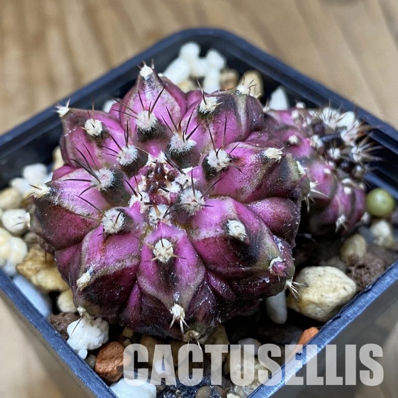 SH23198 Gymnocalycium mihanovichii 'T-Lux'