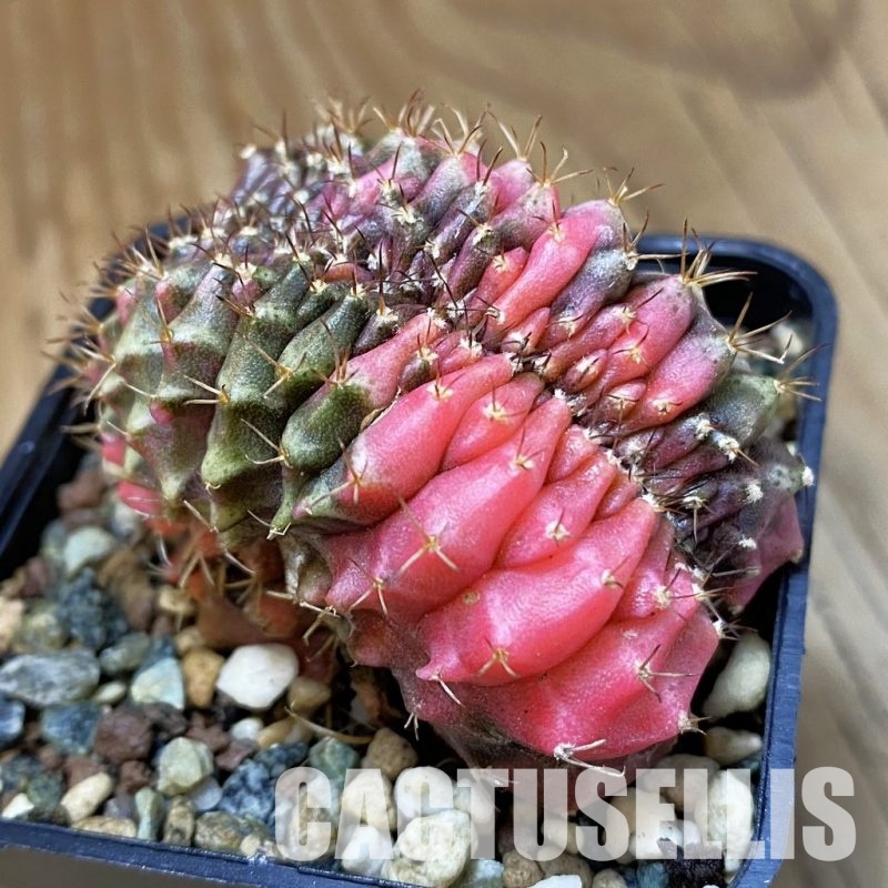 SH23448 Gymnocalycium mihanovichii f. variegata cristata