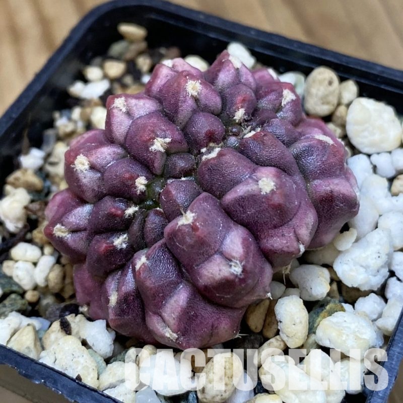 SH23743 Gymnocalycium mihanovichii ‘Day Dream’ f. cristata