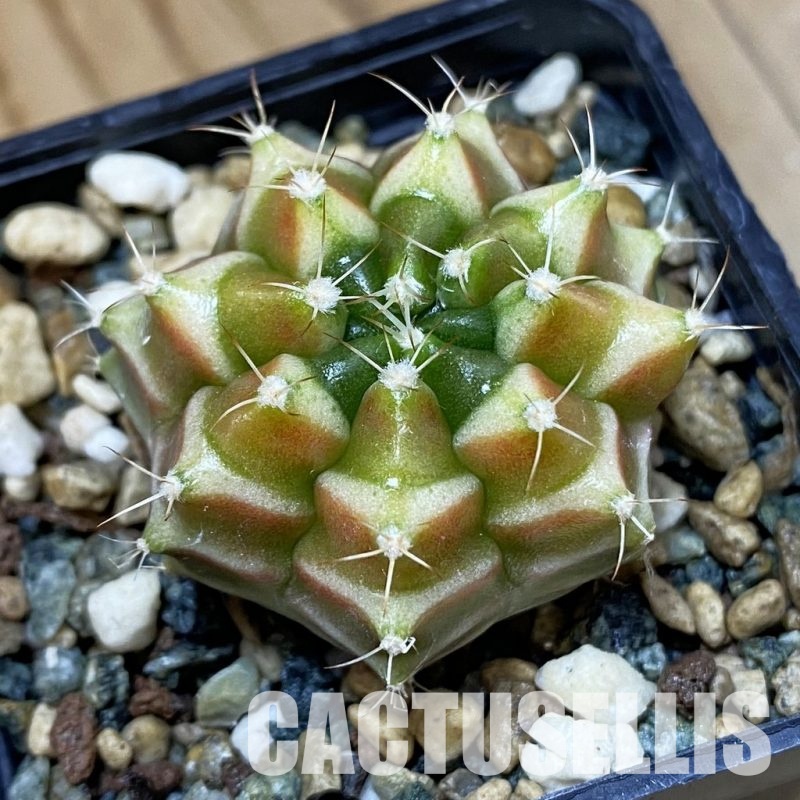 SH24356 Gymnocalycium mihanovichii ‘Neon’ hybrid
