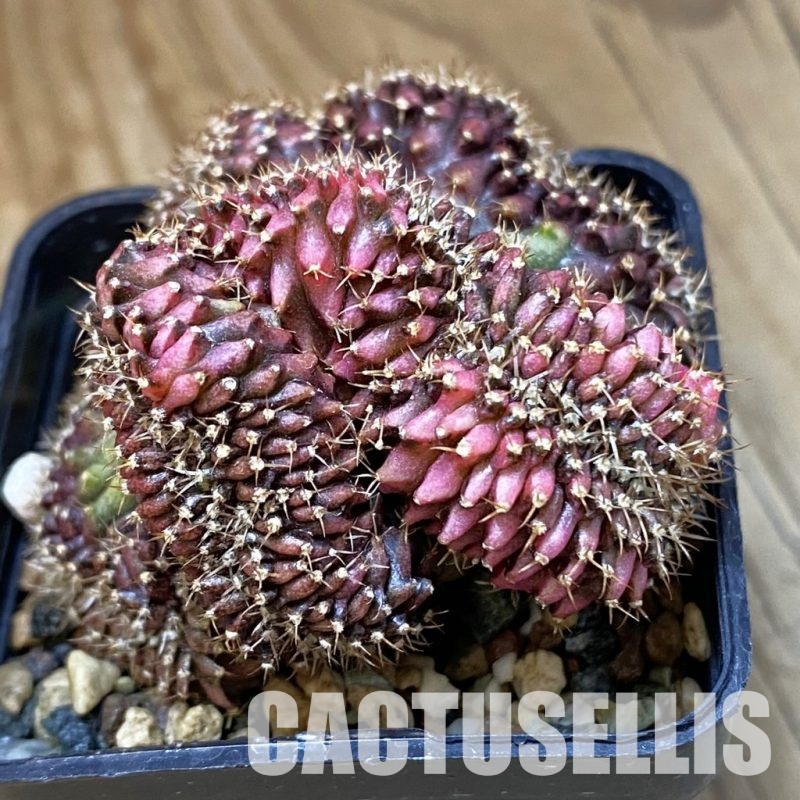 SH24427 Gymnocalycium mihanovichii variegata f. cristata