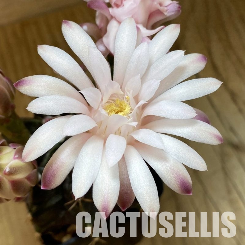 SH11544 Gymnocalycium mihanovichii ‘Black Widow’, seedling