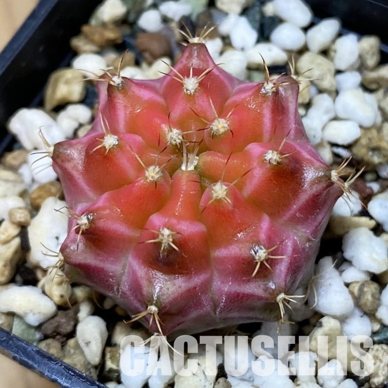 SH24712 Gymnocalycium mihanovichii ‘Neon’ hybrid