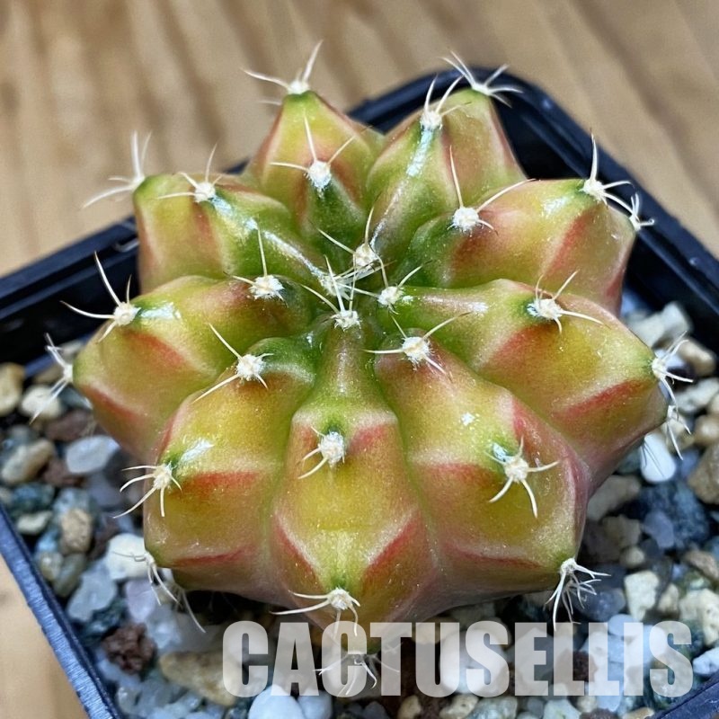 SH24776 Gymnocalycium mihanovichii ‘Neon’ hybrid