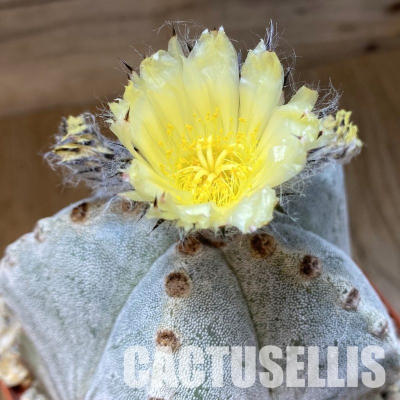 YAR24961 Astrophytum myriostigma