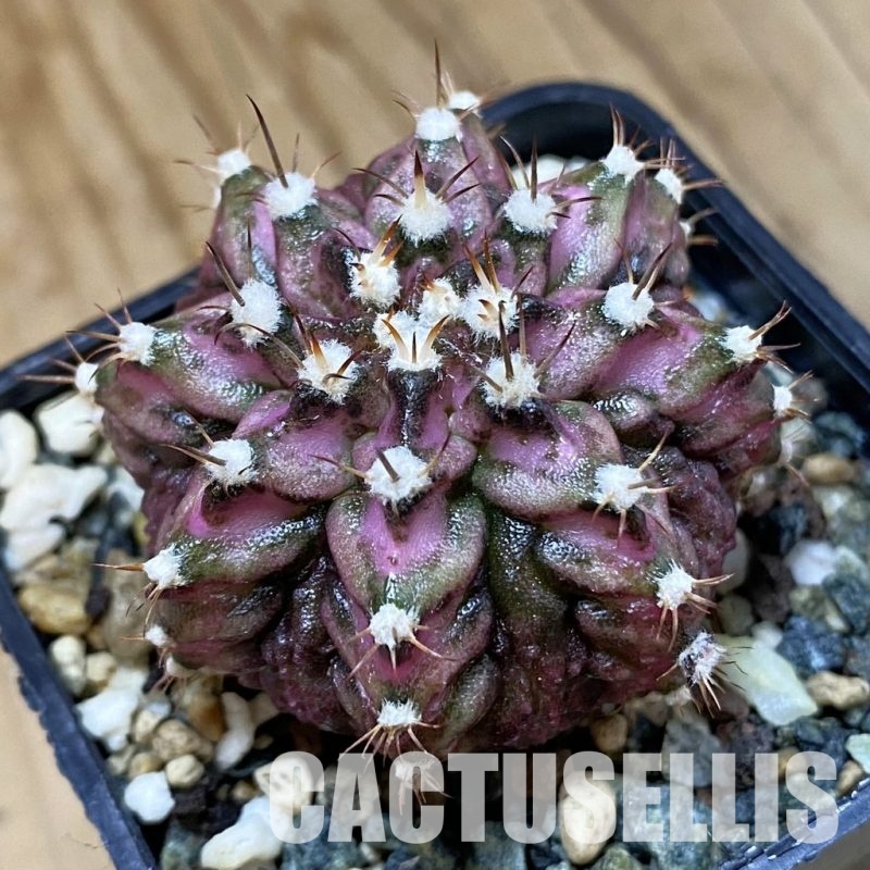 SH25031 Gymnocalycium mihanovichii ‘T-Rex’