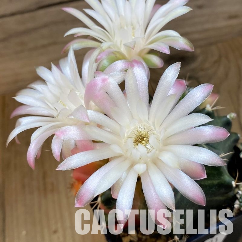 SH25173 Gymnocalycium mihanovichii f. variegata, seedling