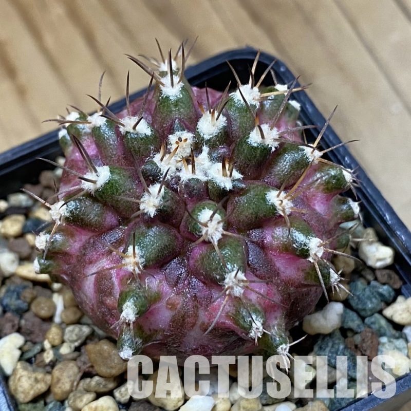 SH25354 Gymnocalycium mihanovichii ‘T-Rex’