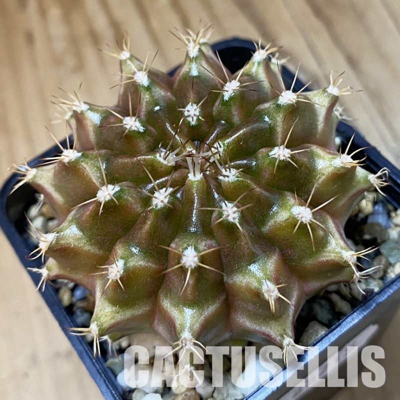 SH25715 Gymnocalycium mihanovichii ‘Neon’ hybrid, seedling