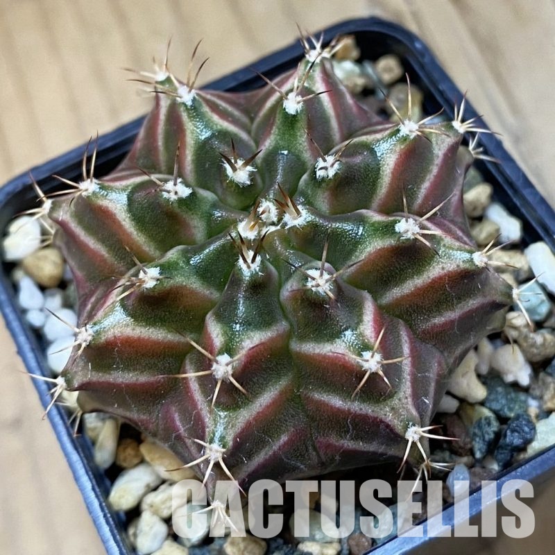 SH26943 Gymnocalycium mihanovichii ‘Neon’ hybrid, seedling