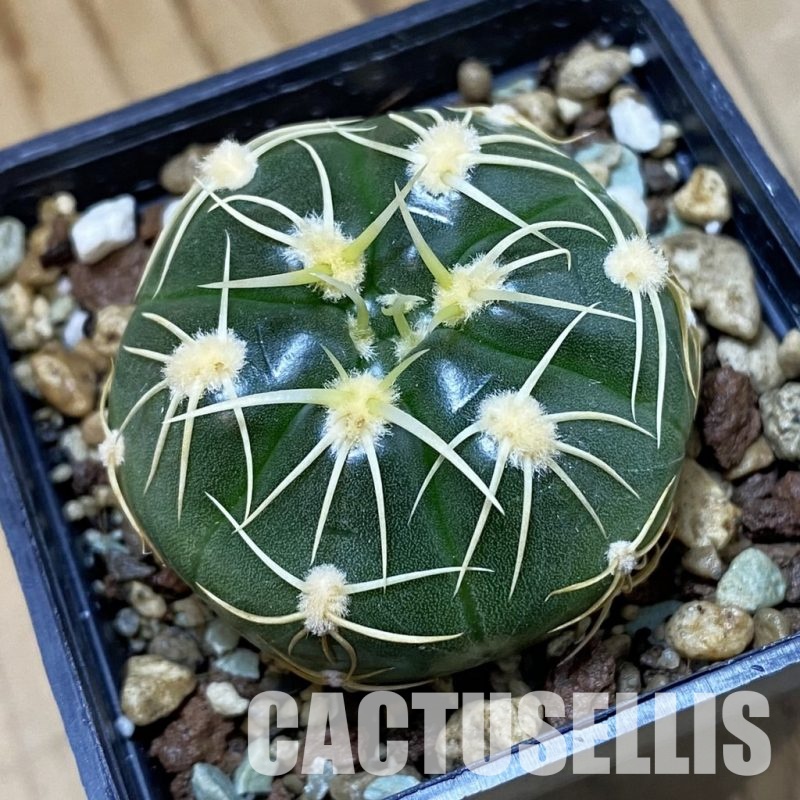 SH27043 Gymnocalycium uruguayense v. roseiflorum VG458