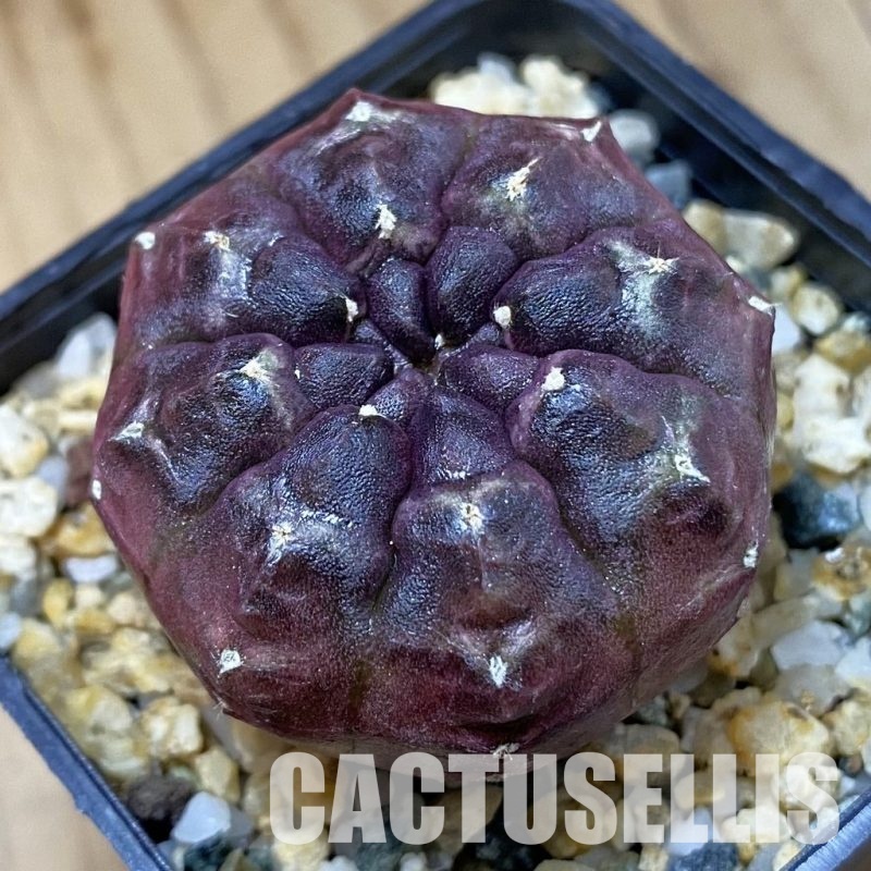SH28693 Gymnocalycium mihanovichii 'Day Dream'