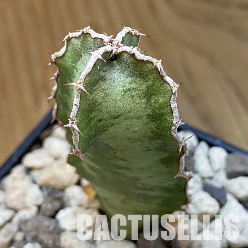 SH33709 Euphorbia robecchii