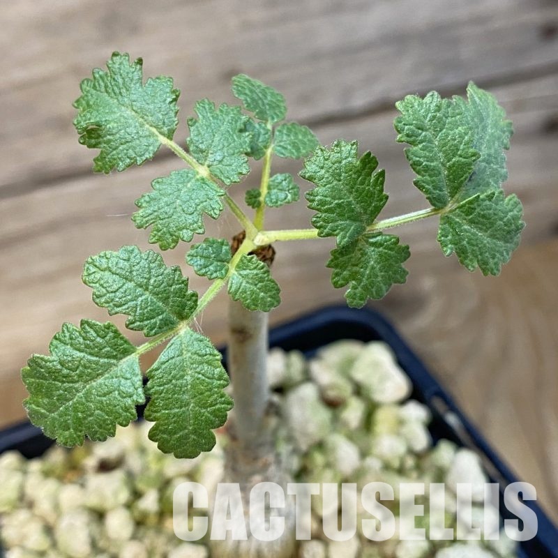 SH33710 Boswellia bullata