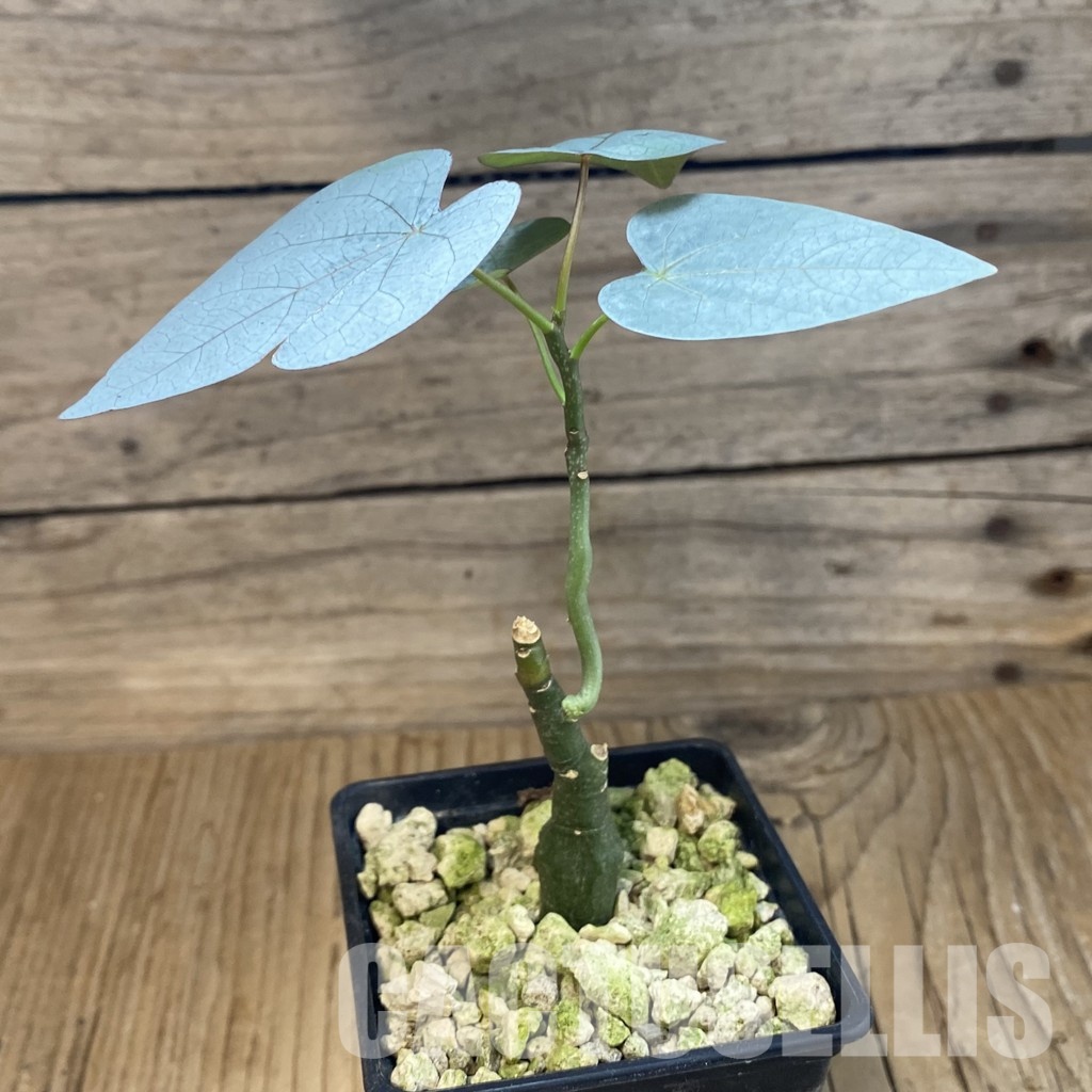 SH33712 Adenia stylosa - Image 2