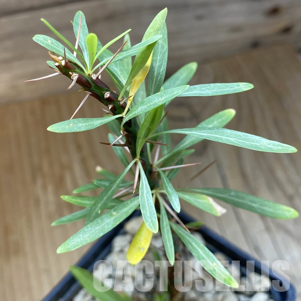 SH33713 Fouquieria purpusii