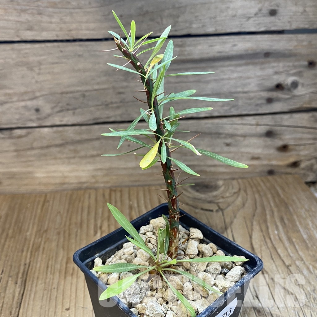 SH33713 Fouquieria purpusii - Image 2