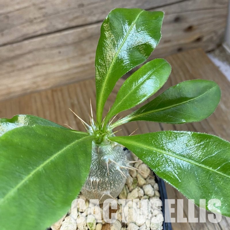 SH33714 Pachypodium saundersii