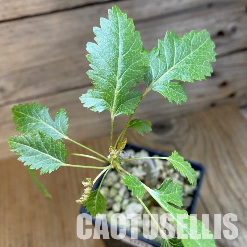 SH33715 Boswellia socotrana