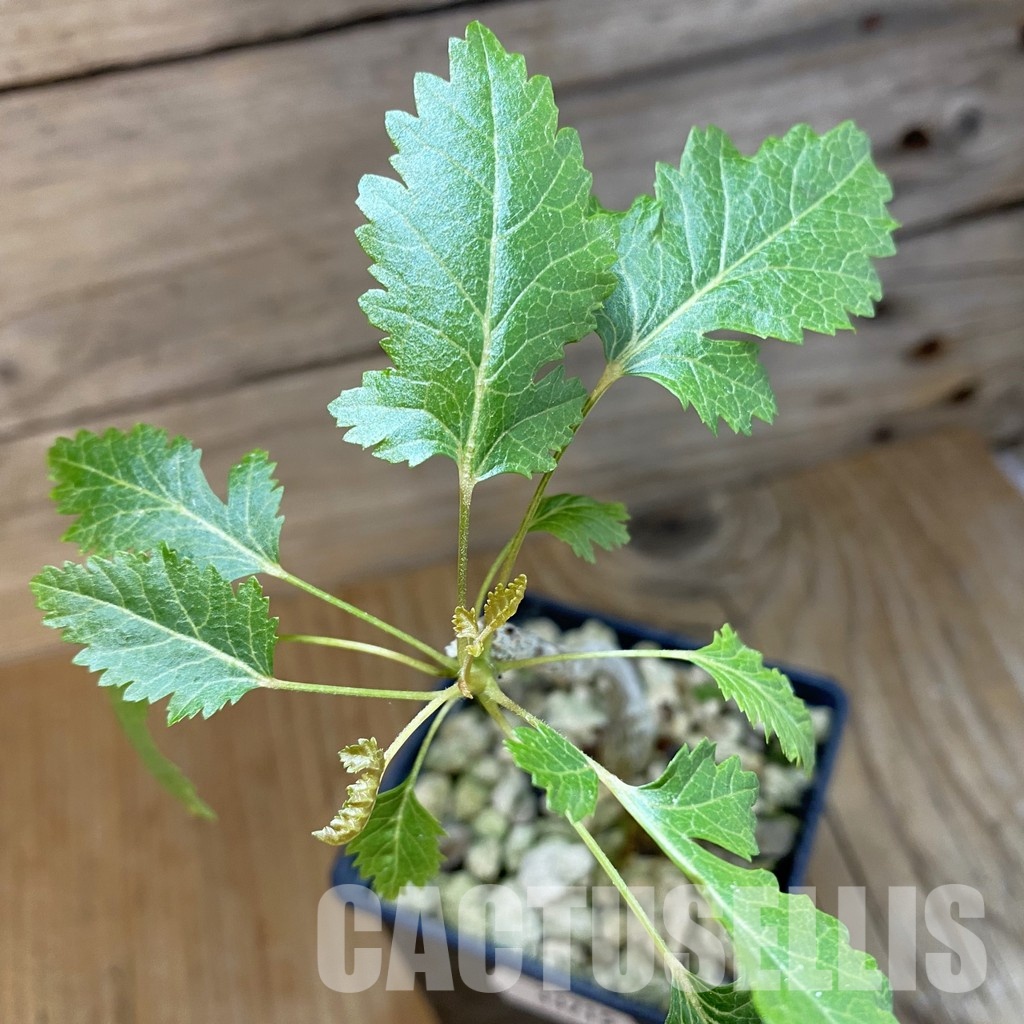 SH33715 Boswellia socotrana