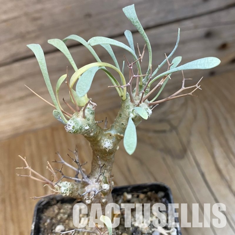 SH33716 Othonna euphorbioides