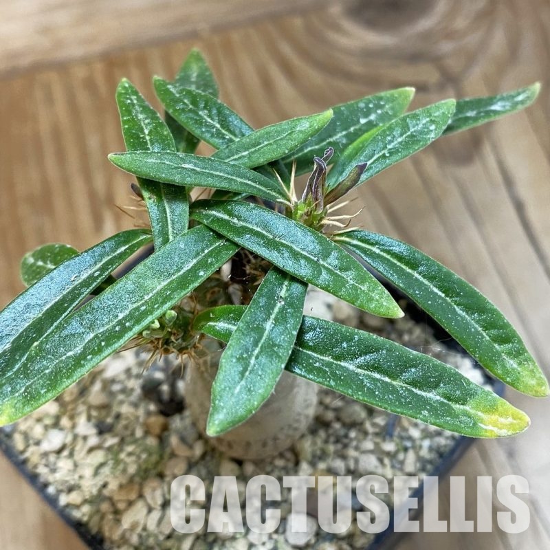 SH33718 Pachypodium succulentum