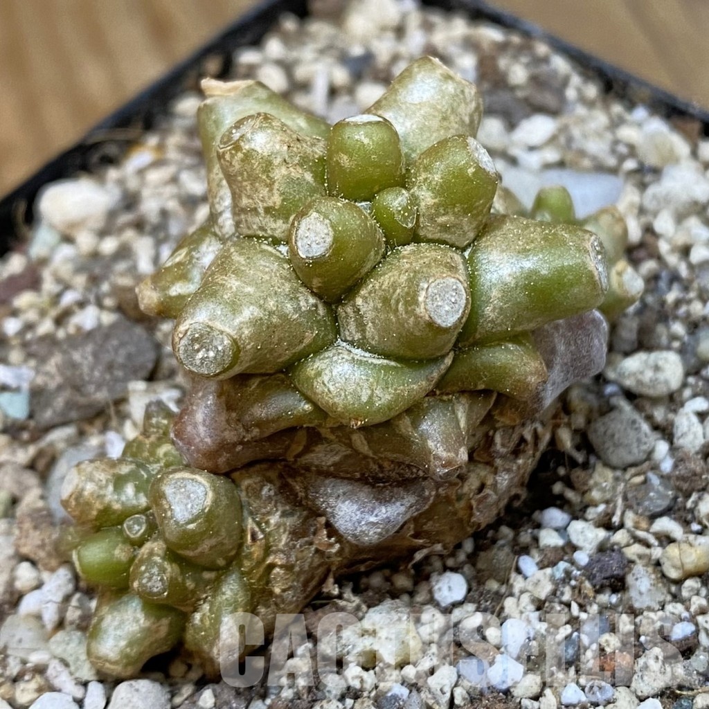 SH33719 Othonna herrei