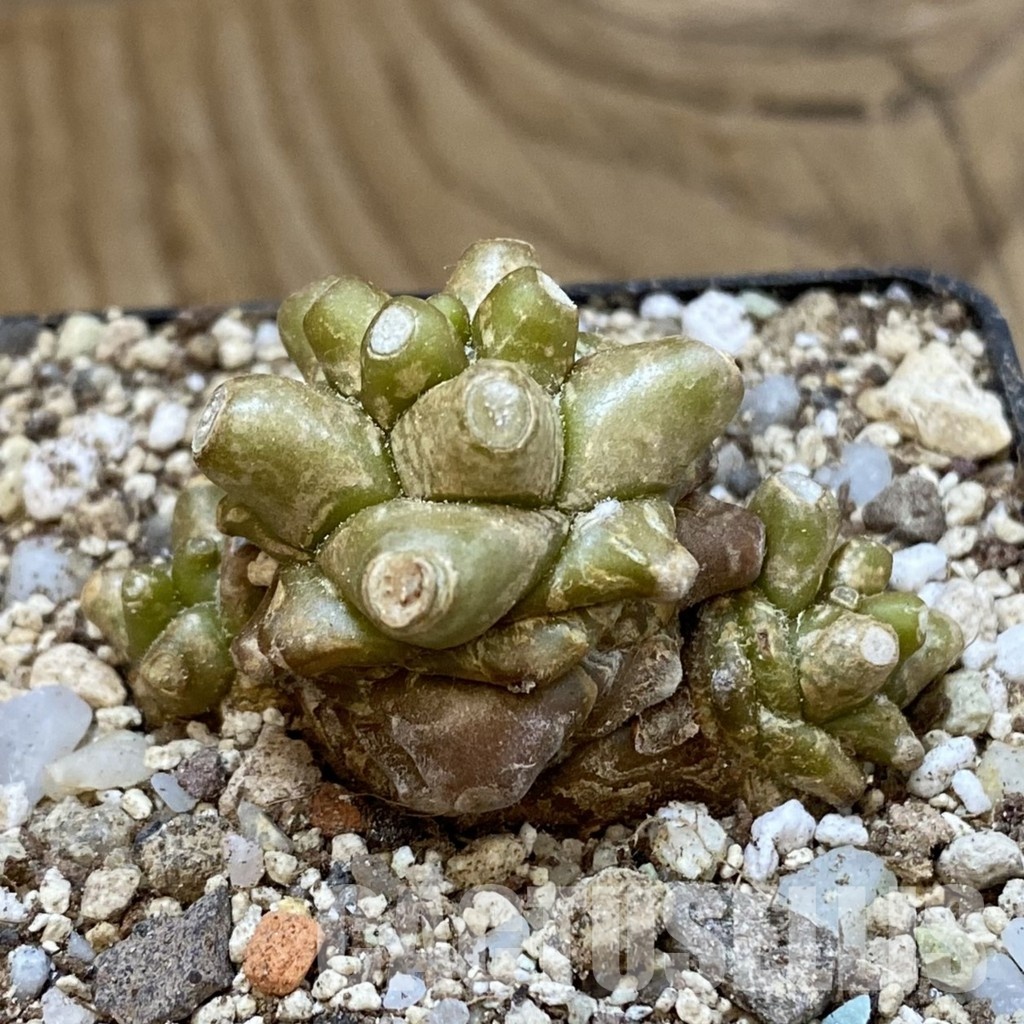 SH33719 Othonna herrei - Image 2