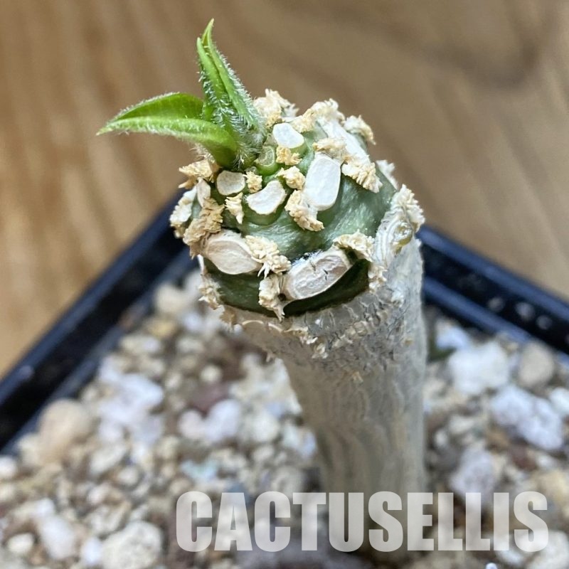 SH33720 Euphorbia ankarensis