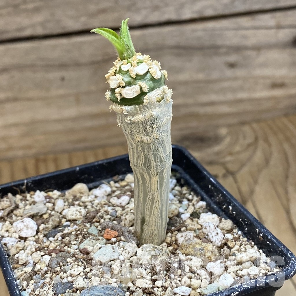 SH33720 Euphorbia ankarensis - Image 2