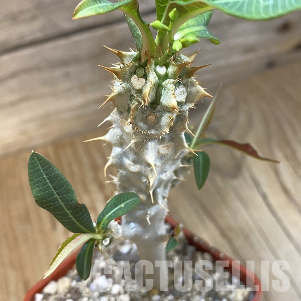 SH33721 Euphorbia perrieri