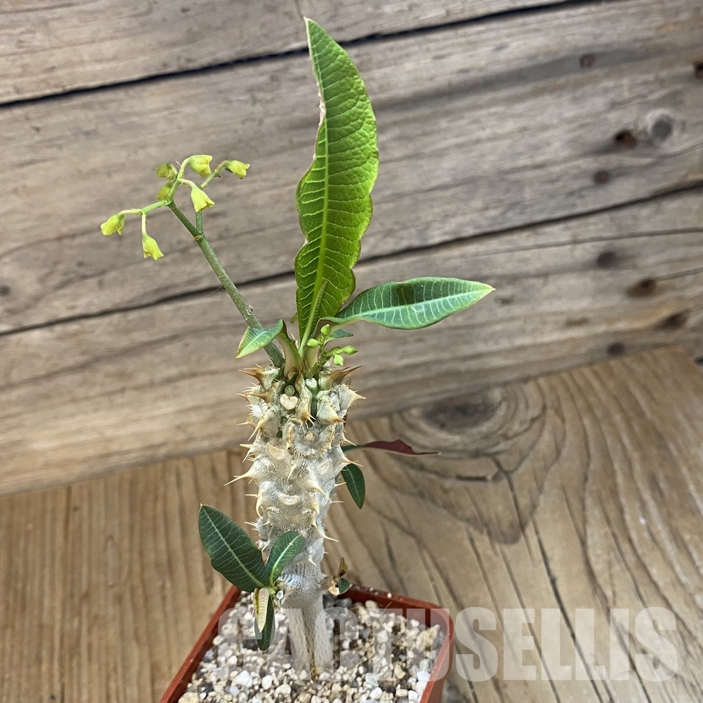SH33721 Euphorbia perrieri - Image 2