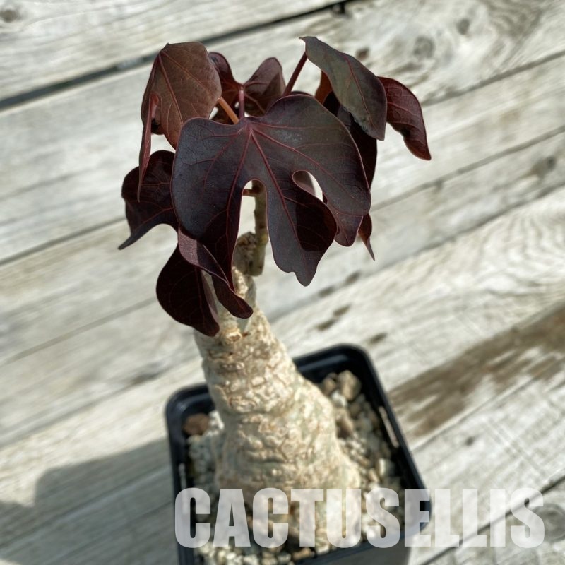 SH33678 Adenia stylosa, red leaf