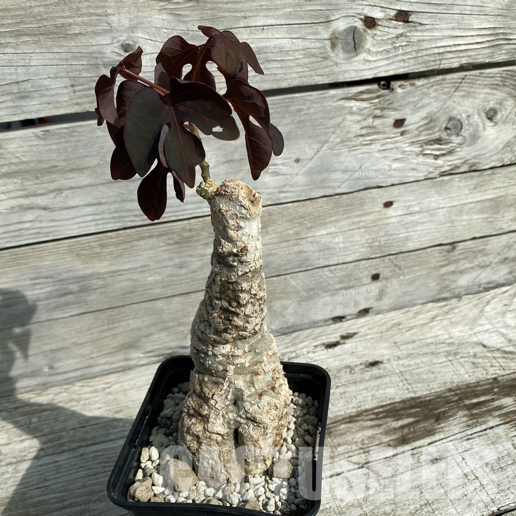 SH33678 Adenia stylosa, red leaf - Image 2